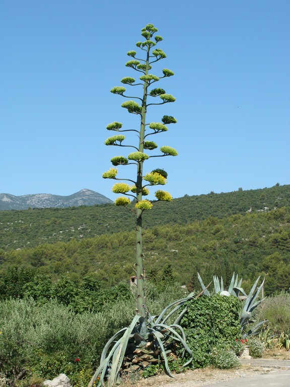Agava (10)